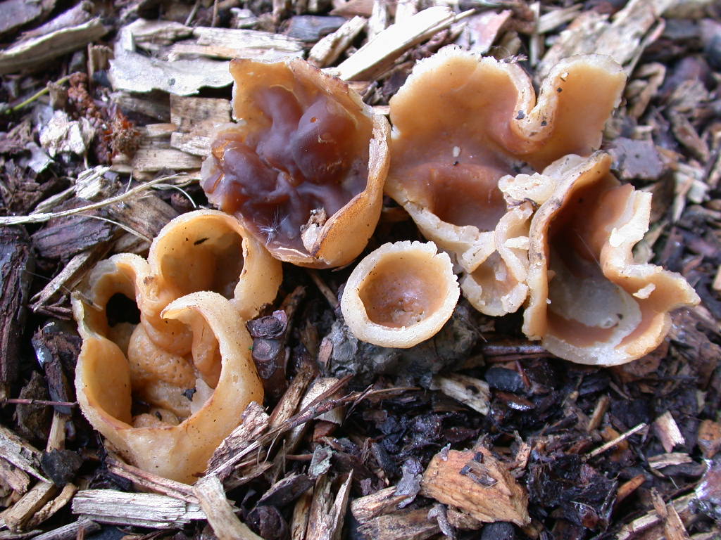 Oggi N�3 ... 12 Giugno 2010